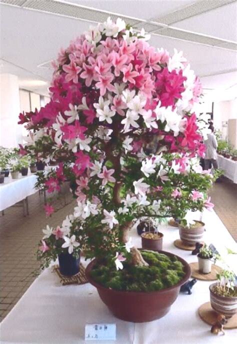 東北 植物